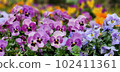 purple and blue pansies 102411361