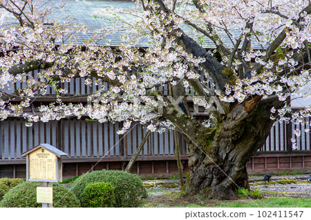 青森縣天然紀念物、最長壽弘前城、染井吉野 青森縣天然紀念物、最長壽弘前城、染井吉野 102411547