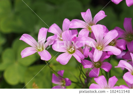 Murasaki Kabaki花 102411548