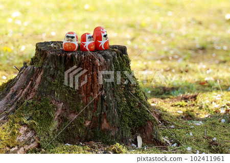 Daruma on a stump 102411961