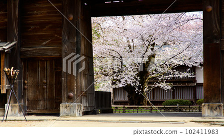青森縣弘前城,穿過現存最年長者染井吉野東內門 青森縣弘前城,穿過現存最年長者染井吉野東內門 102411983