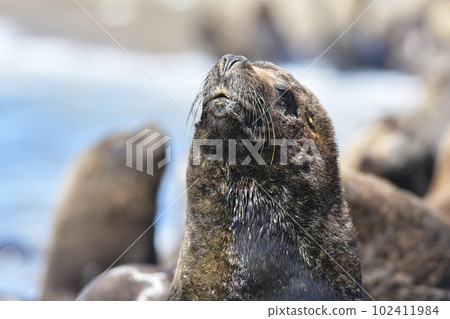 Male Sea Lion , Patagonia, Argentina Male Sea Lion , Patagonia, Argentina 102411984