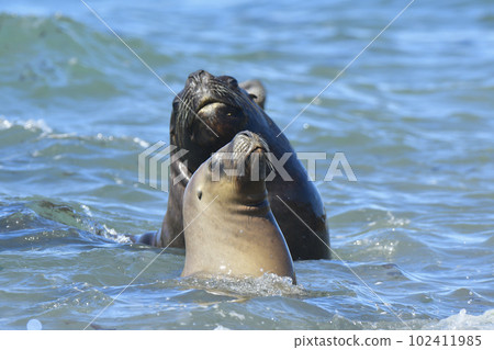 Male Sea Lion , Patagonia, Argentina 102411985