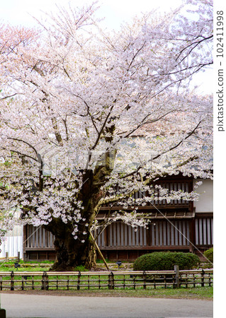 Somei Yoshino, the longest-lived Hirosaki castle, a natural monument, Aomori Prefecture 102411998