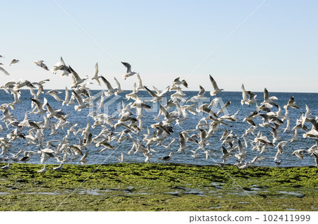Gull and tern flock, Patagonia, Argentina 102411999