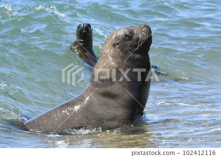 Male Sea Lion , Patagonia, Argentina Male Sea Lion , Patagonia, Argentina 102412116
