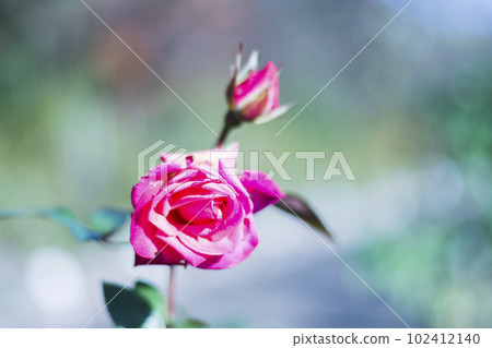 Beautiful rose [flower/plant] 102412140