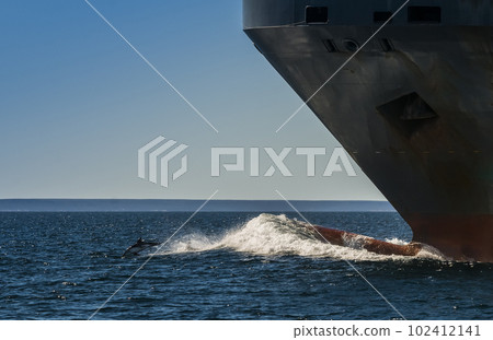 Dolphin Jump and ship, Patagonia Argentina 102412141
