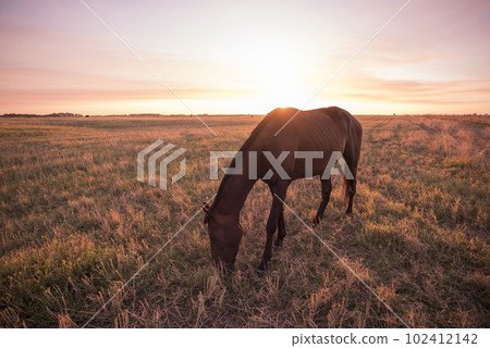 Horse silhouette at sunset, in the coutryside, La Pampa, Argentina. 102412142