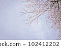 櫻花和天空 102412202