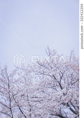 櫻花和天空 櫻花和天空 102412204