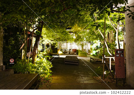 夜晚廣場上的樹木 夜晚廣場上的樹木 102412222