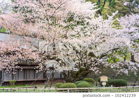 青森縣天然紀念物、最長壽弘前城、染井吉野 102412239