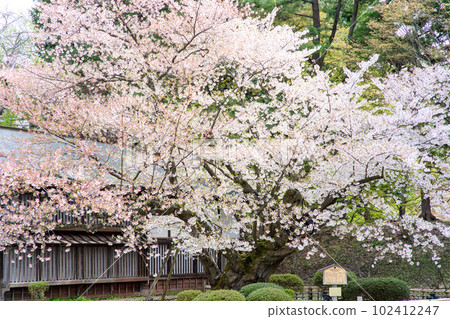 青森縣天然紀念物、最長壽弘前城、染井吉野 青森縣天然紀念物、最長壽弘前城、染井吉野 102412247