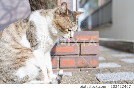 Onomichi Stray Cats of Onomichi Onomichi Stray Cats of Onomichi 102412467
