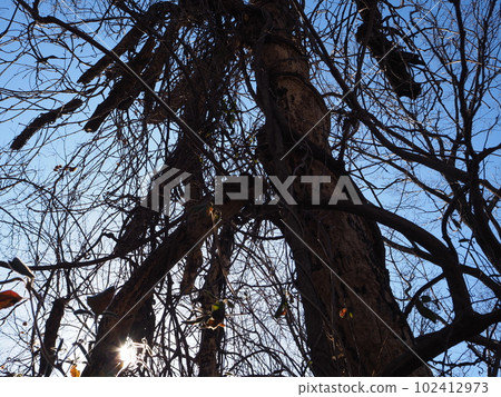 tree covered with ivy 102412973