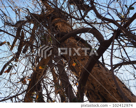 tree covered with ivy 102412974