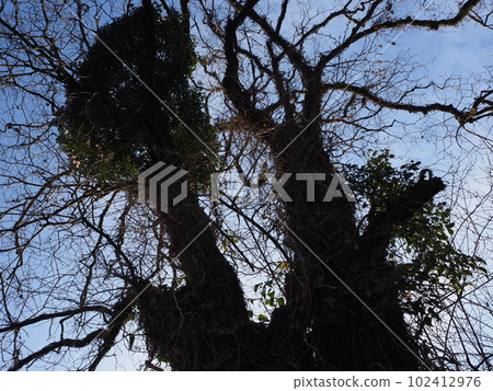tree covered with ivy 102412976