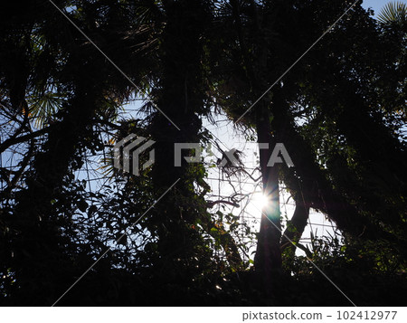 tree covered with ivy 102412977