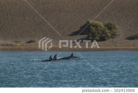 Killer whale hunting sea lions,Peninsula Valdes, Patagonia Argentina Killer whale hunting sea lions,Peninsula Valdes, Patagonia Argentina 102413008