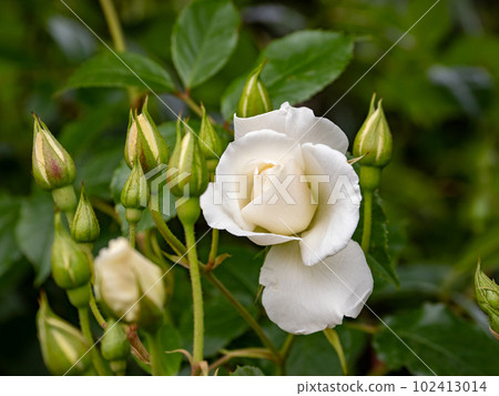 Hall of Fame white rose [Iceberg] 102413014