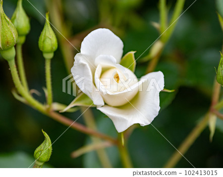 名人堂白玫瑰【Iceberg】 102413015