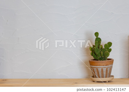 白牆前的盆栽仙人掌 102413147