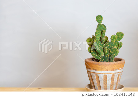 A potted cactus in front of a white wall 102413148