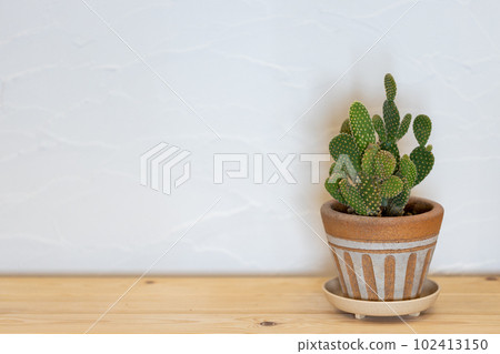A potted cactus in front of a white wall 102413150