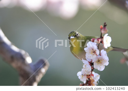 梅花和白眼 梅花和白眼 102413240