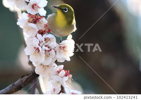 Plum blossom and white-eye 102413241