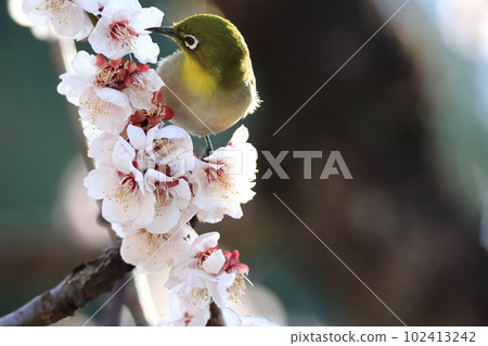 Plum blossom and white-eye Plum blossom and white-eye 102413242
