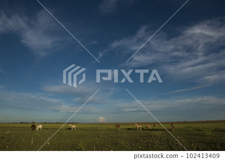 Horse silhouette at sunset, in the coutryside, La Pampa, Argentina. 102413409