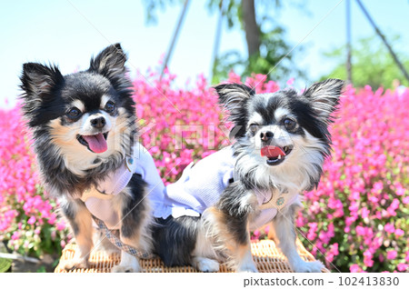 Chihuahua Chihuahua 102413830