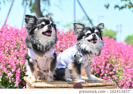 Chihuahua Chihuahua 102413837