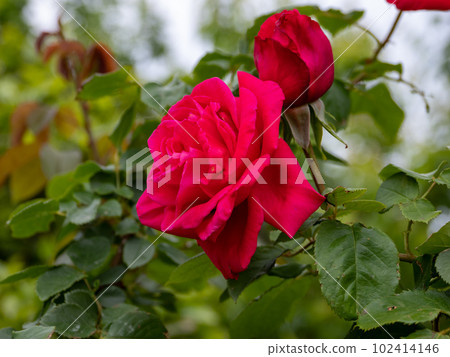 深玫粉色薔薇花【Maria Callas】 深玫粉色薔薇花【Maria Callas】 102414146