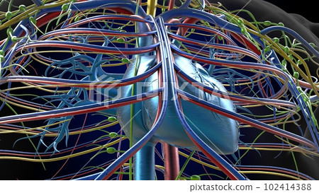 Human heart anatomy for medical concept 3D Rendering Human heart anatomy for medical concept 3D Rendering 102414388