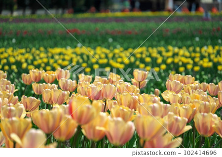北海道上湧別鬱金香公園 北海道上湧別鬱金香公園 102414696