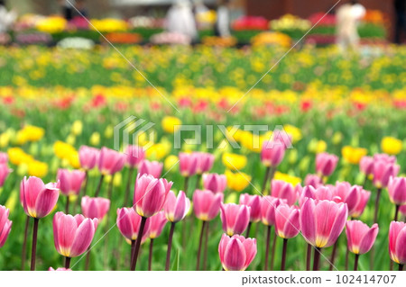 Tulip park in Kamiyubetsu, Hokkaido 102414707