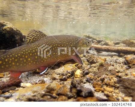 Hokkaido brook trout (brook trout) Hokkaido brook trout (brook trout) 102414748
