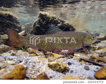 北海道鱒魚 (brook trout) 北海道鱒魚 (brook trout) 102414753