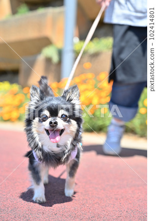 Senior Chihuahua spring poppy taking a walk with a woman with a smile 102414801