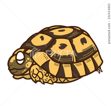 希臘烏龜 希臘烏龜 102414803