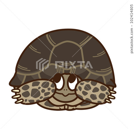 Greece tortoise Greece tortoise 102414805