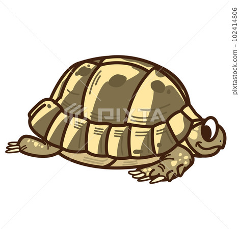 Greece tortoise Greece tortoise 102414806