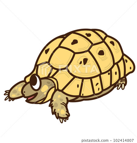 Greece tortoise Greece tortoise 102414807