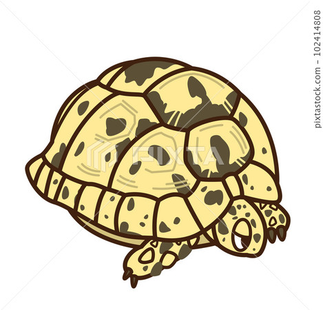 Greece tortoise Greece tortoise 102414808