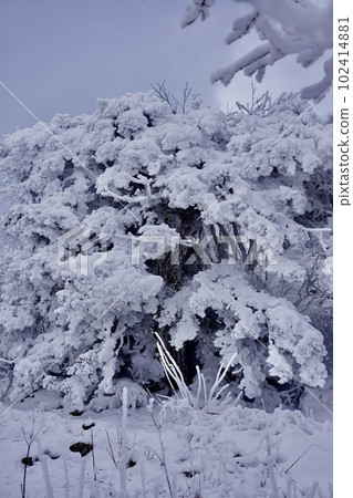 snow sight 102414881