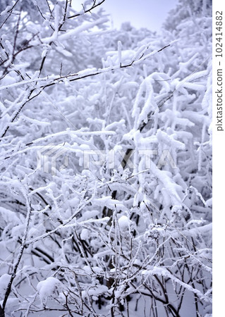 snow sight 102414882