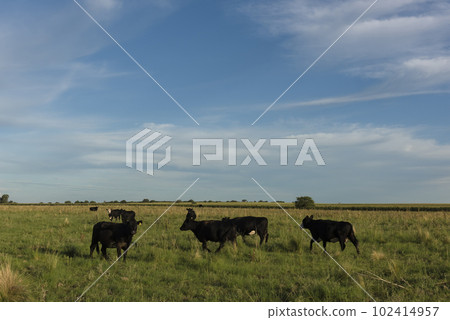 Cattle in pampas countryside, La Pampa, Argentina. 102414957